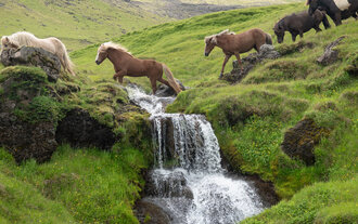 Icelandic horses beside a waterfall in a green landscape