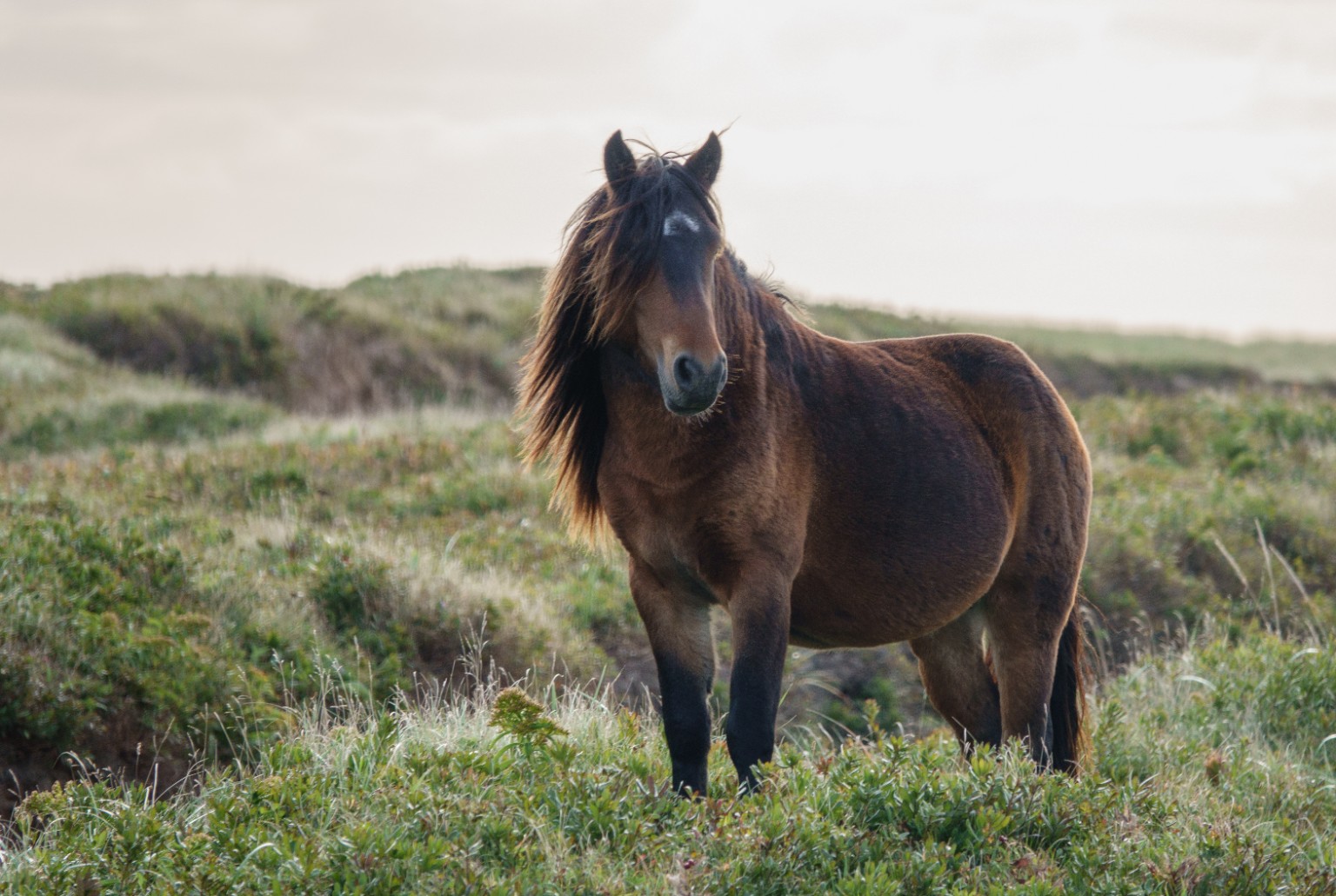 Wild Sable Island horse standing among the dunes