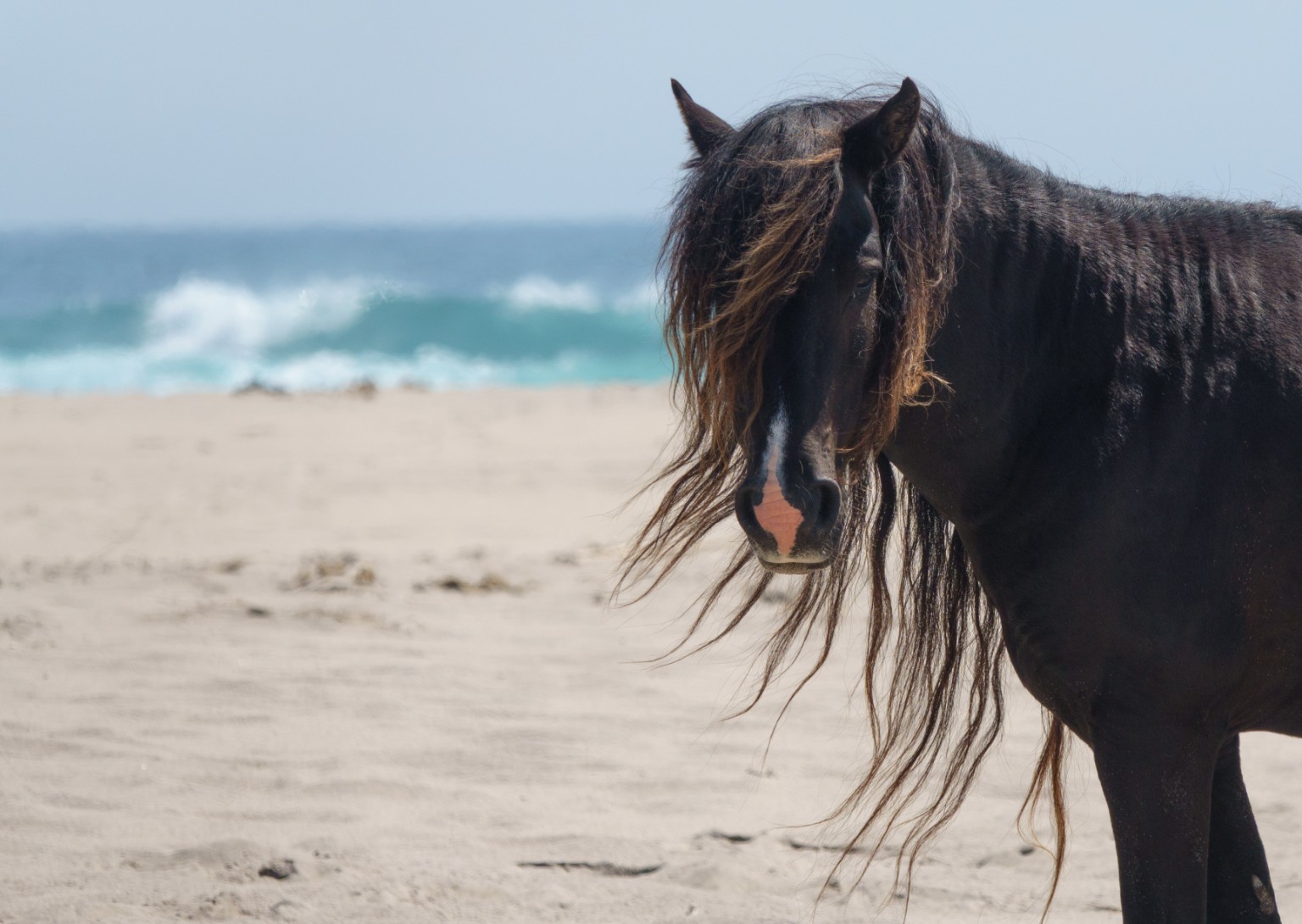 A wild Sable Island horse on the beach