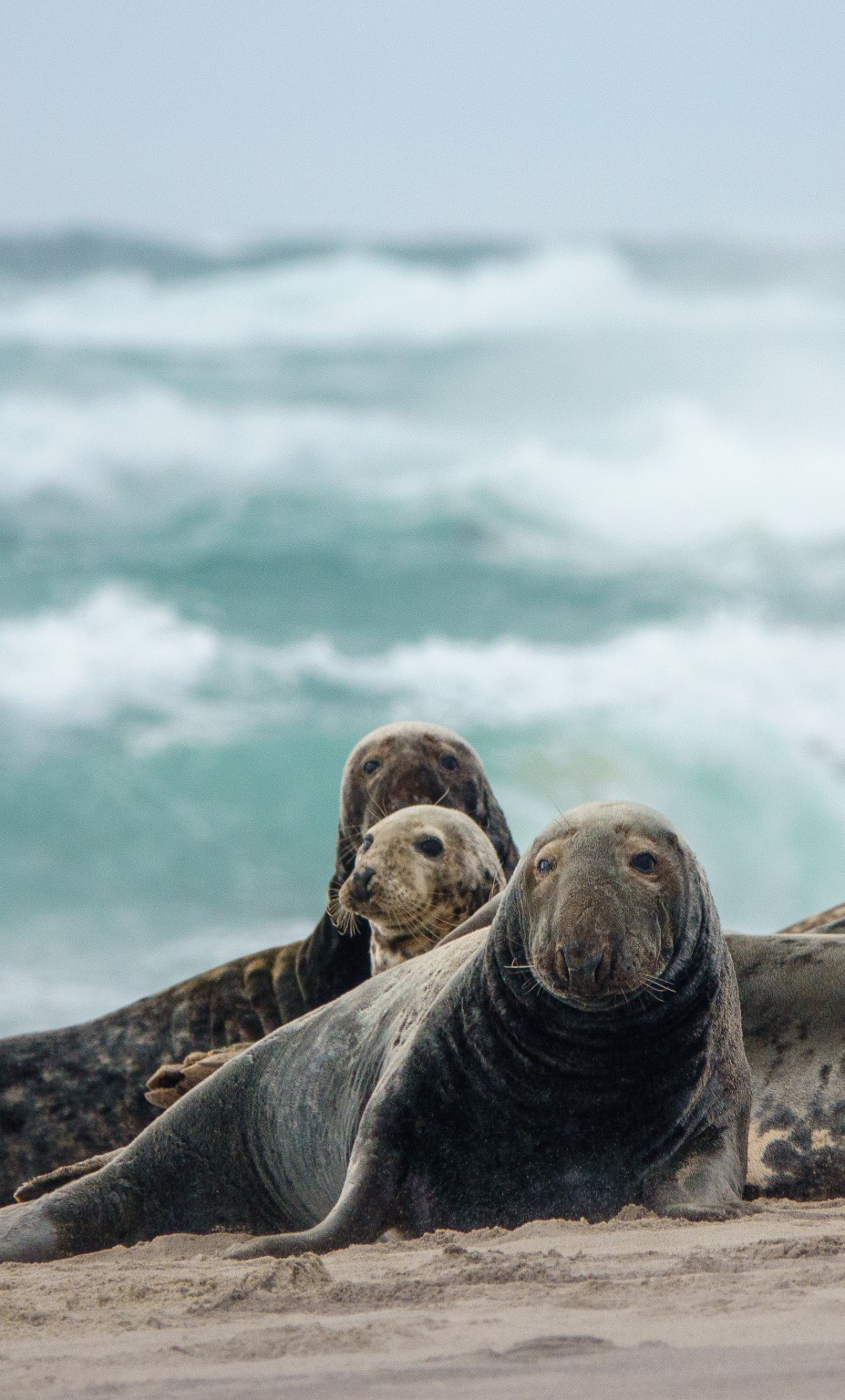 Grey seals resting on a beach beside Atlantic surf